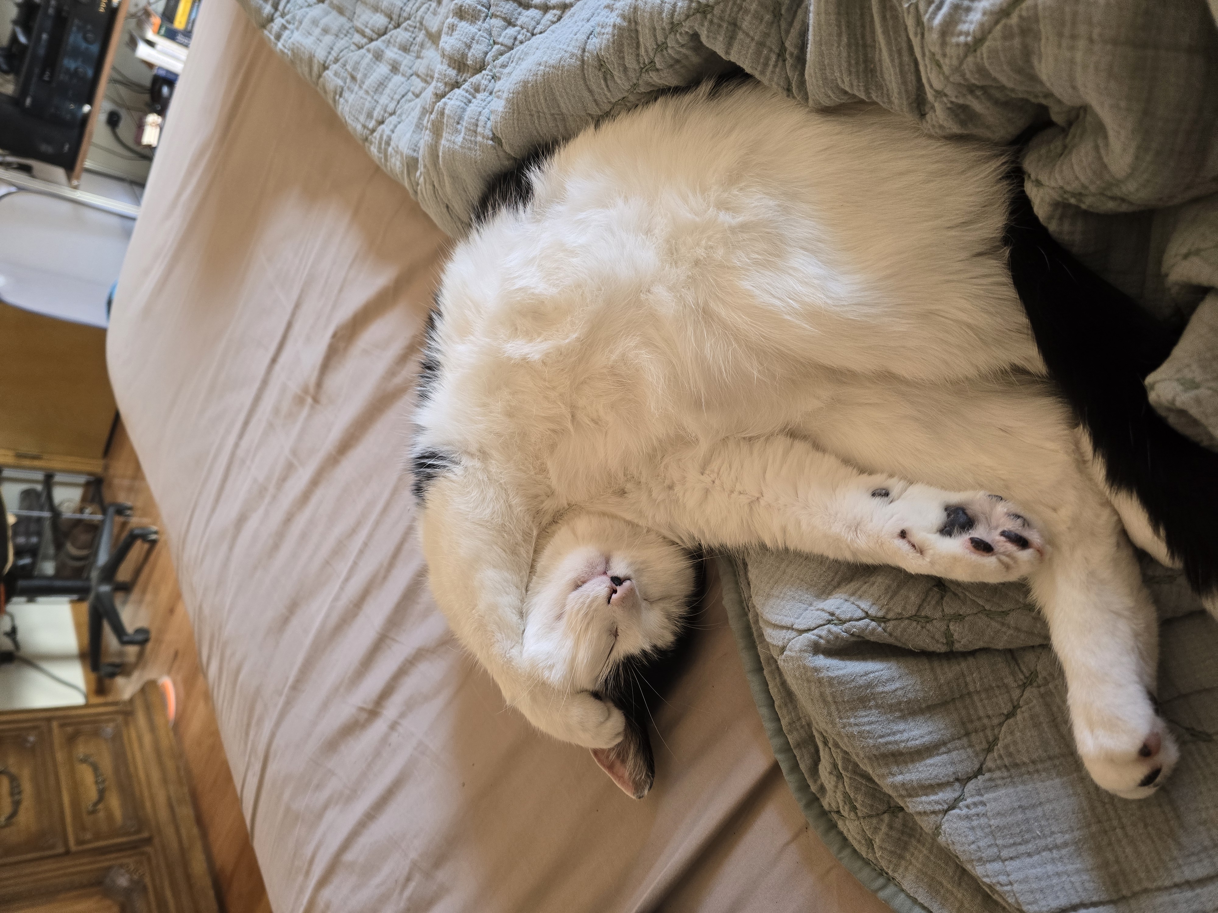 Sparky saying not now