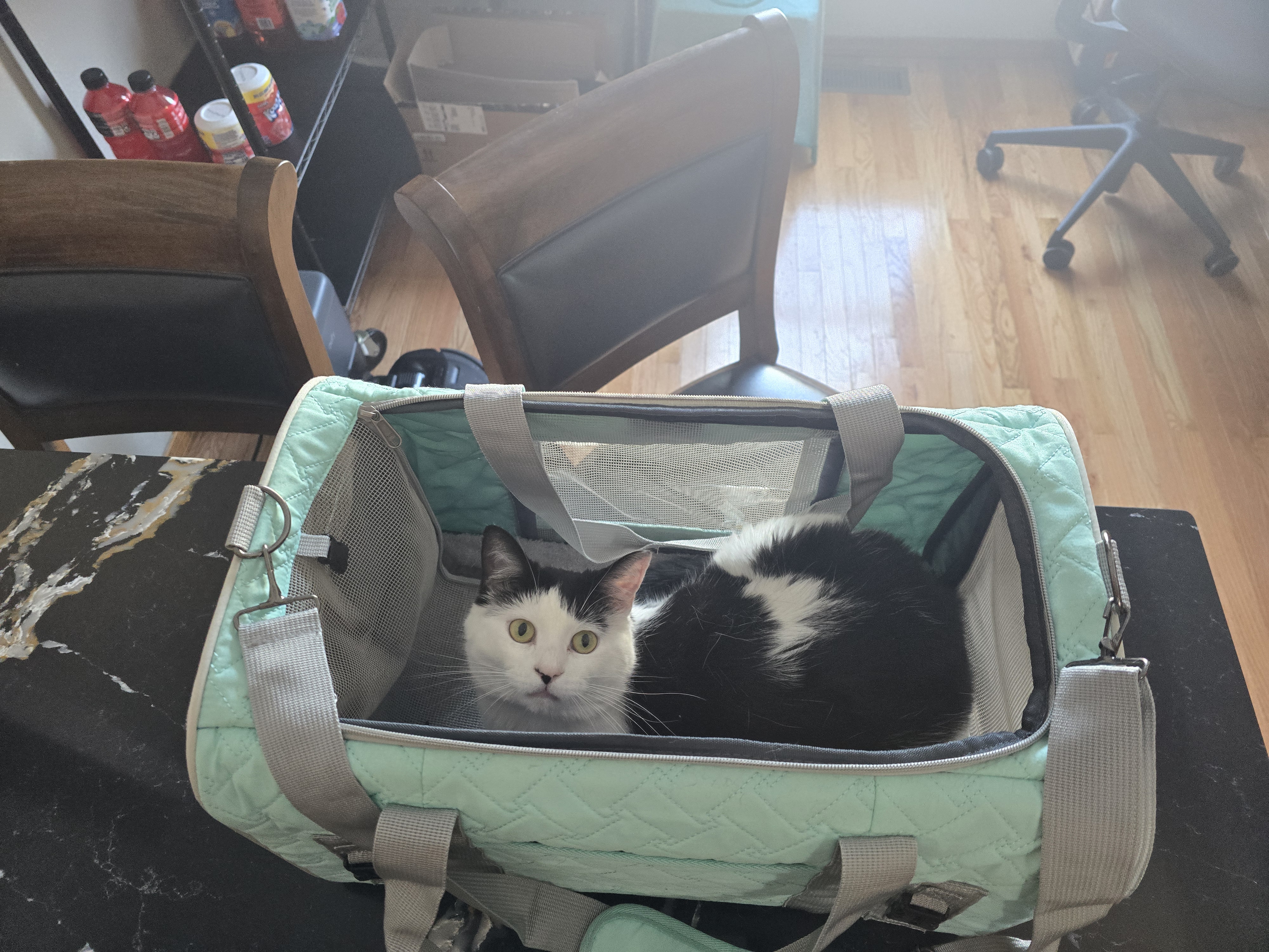 Sparky being punctual